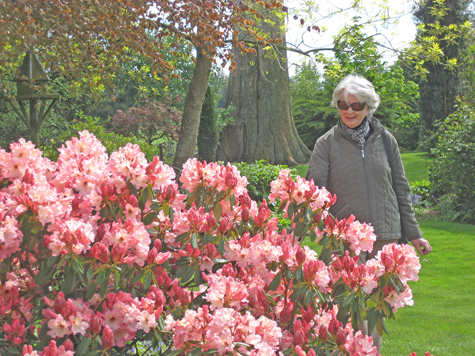 Rhododendron Gardens in Flower - MoaTours