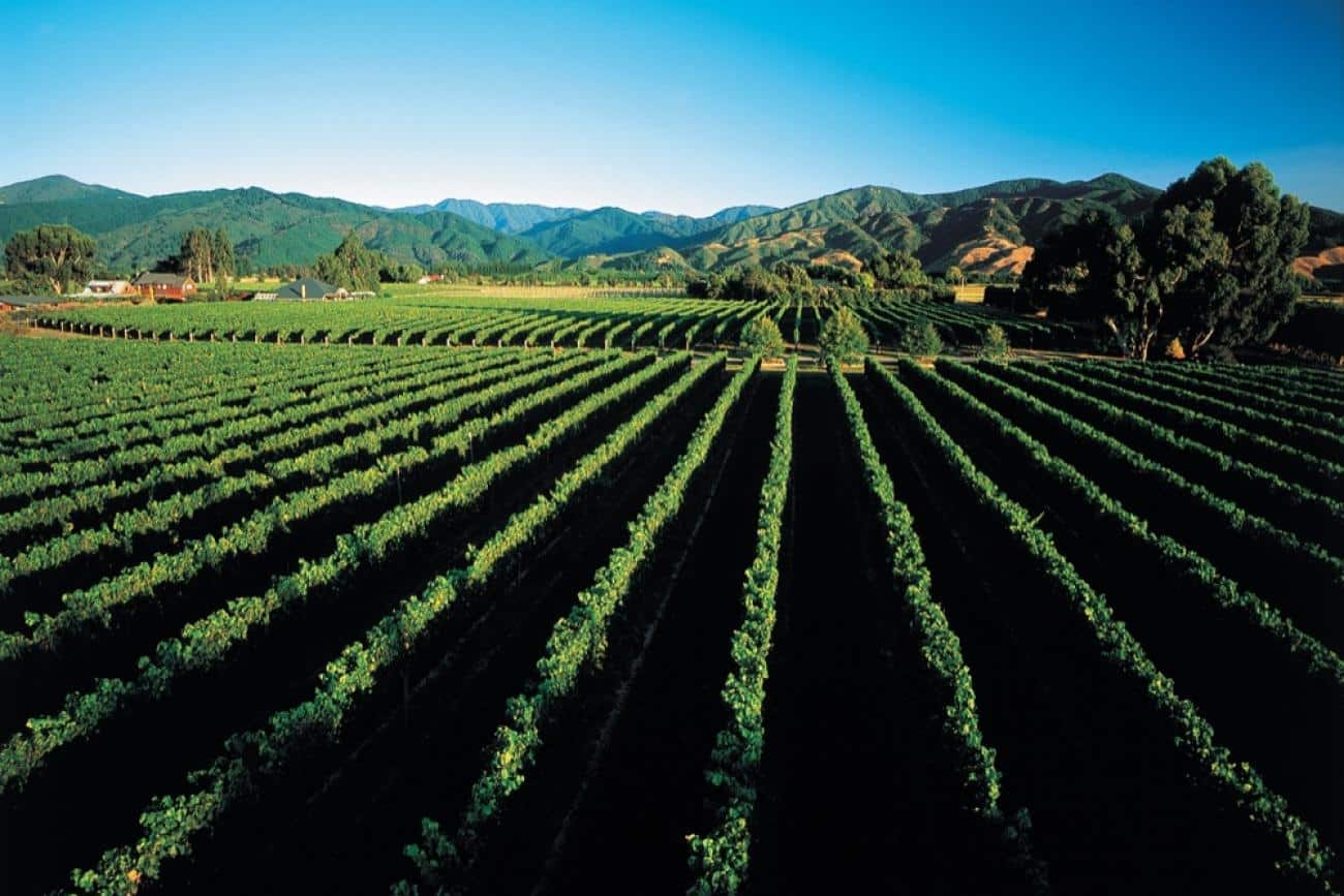 Endless vineyards of Marlborough Savignon Blanc