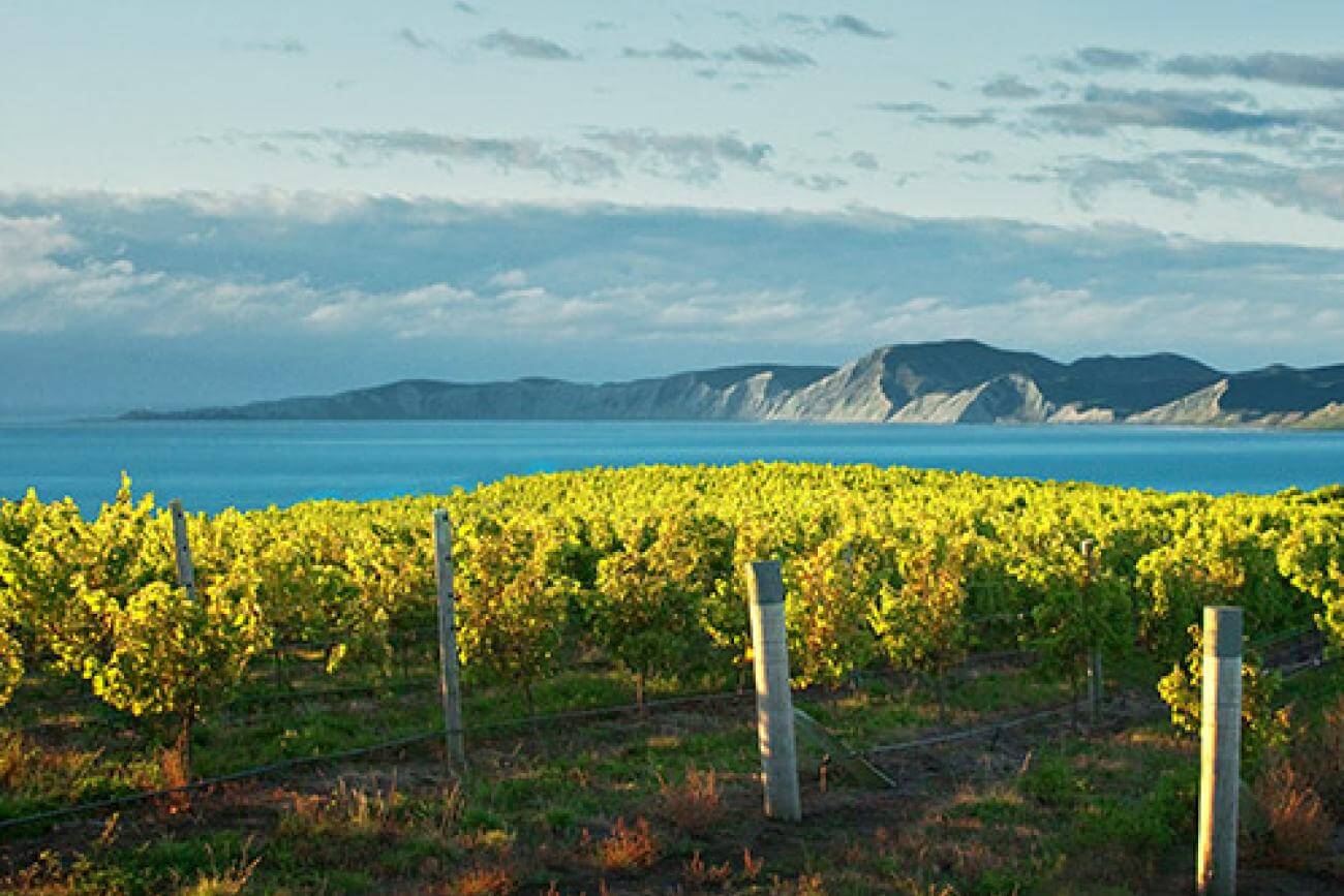 Breathtaking view of the Pacific Ocean from the Yealands Winery