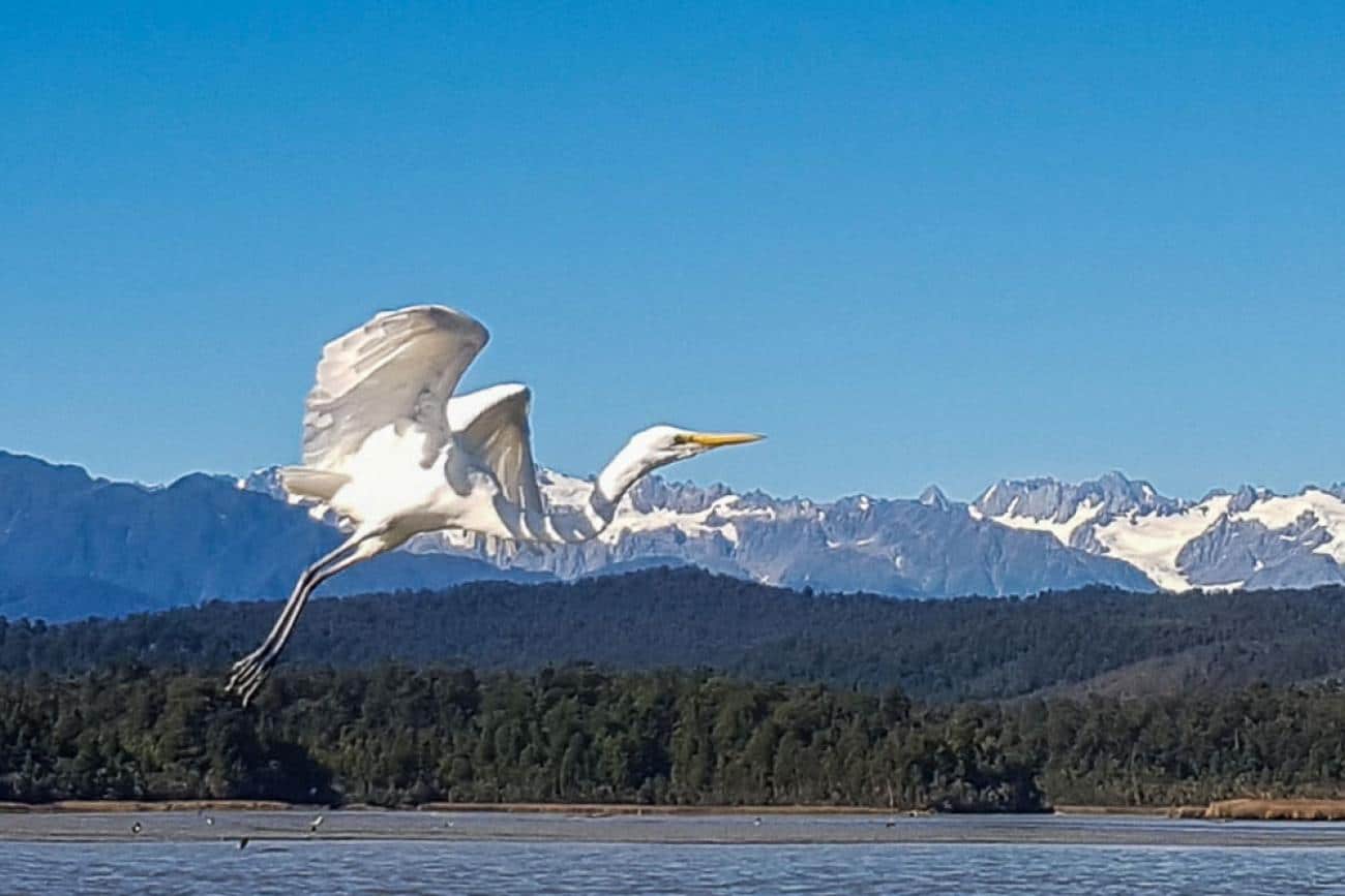 Kotuku White Heron in flight at Okarito