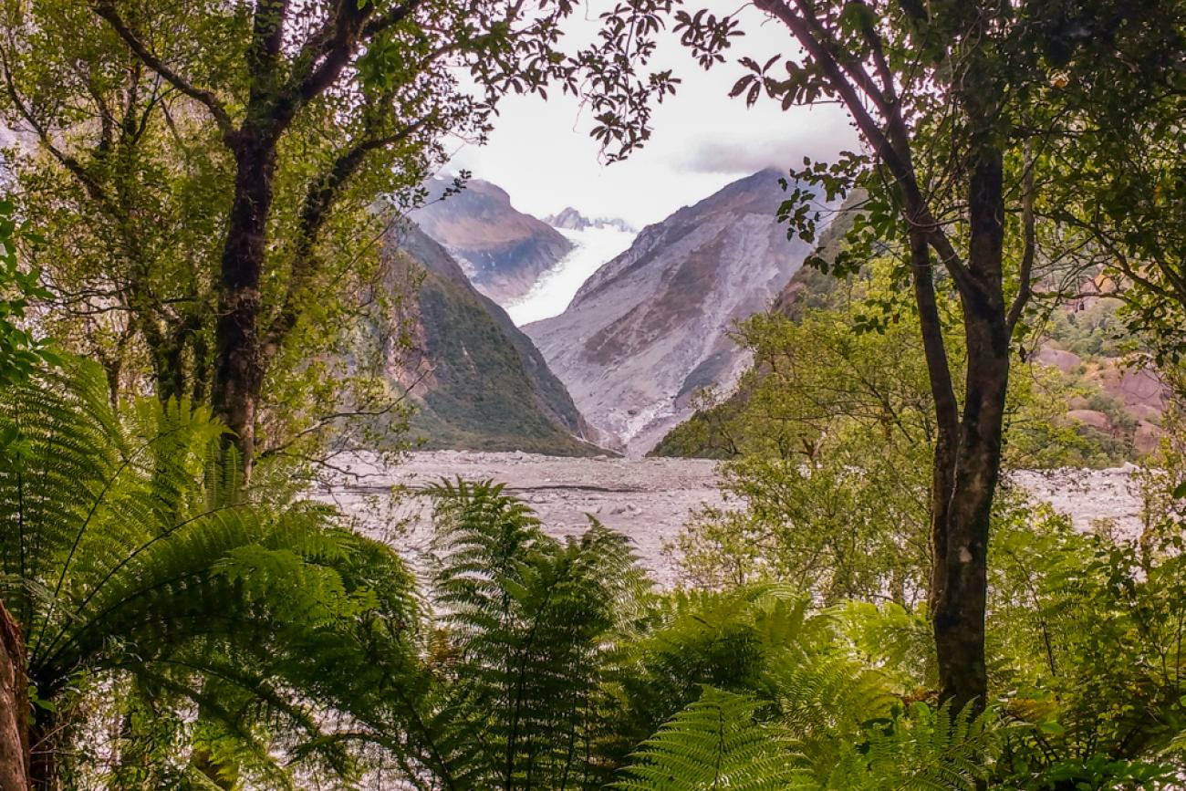 Rainforest at Franz Josef Glacier