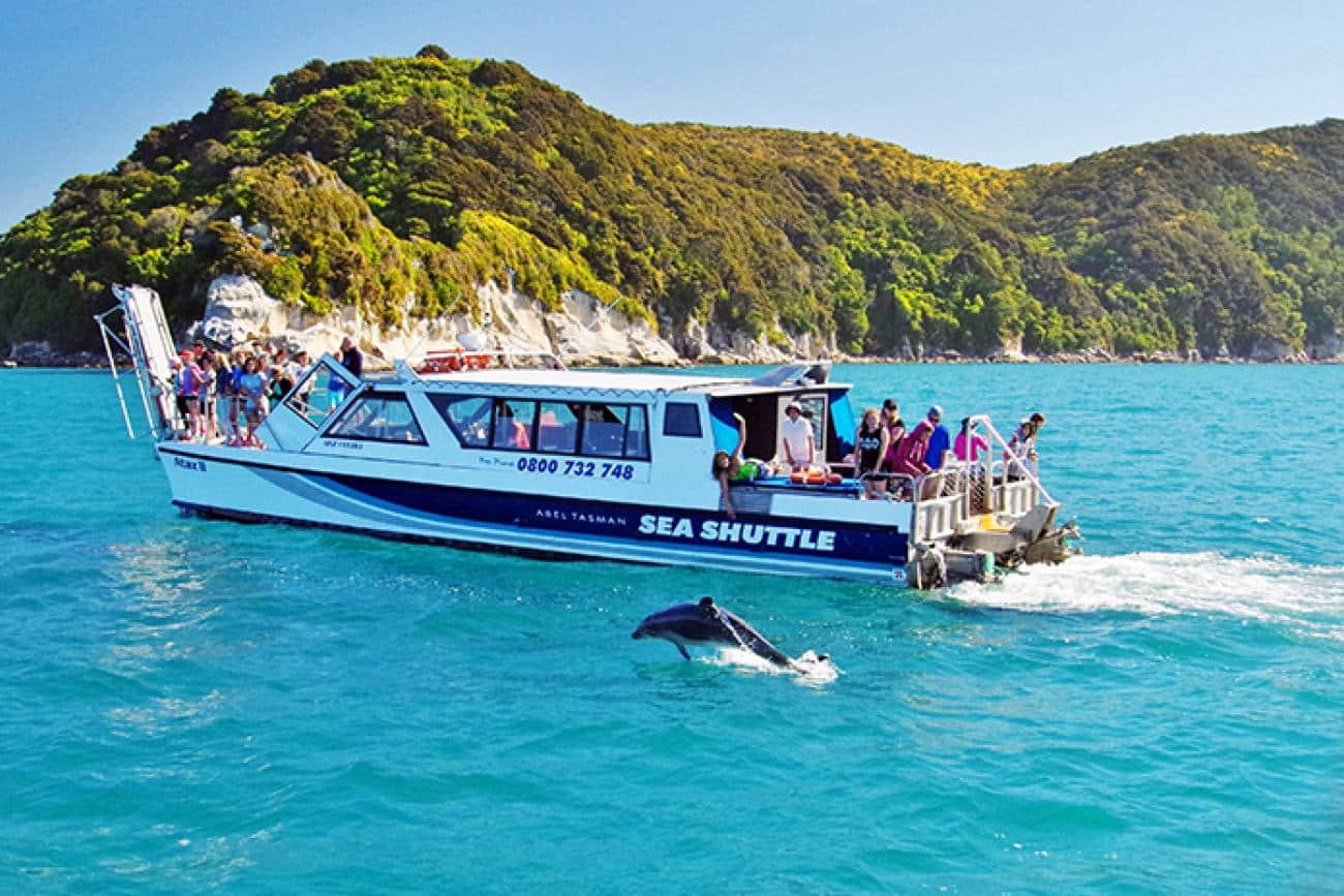 Dolphins next to the water taxi in Abel Tasman