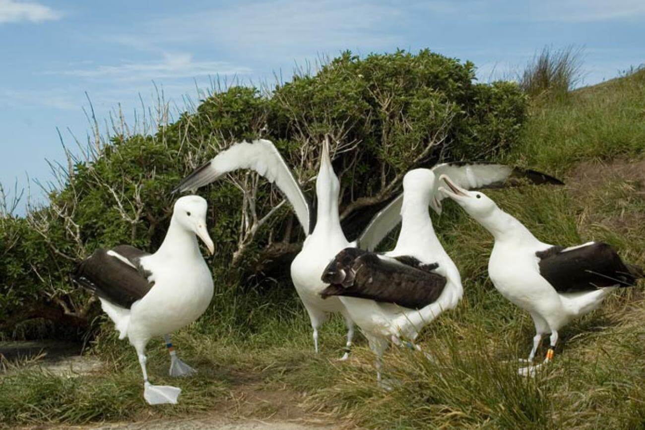 Royal Albatross at Taiaroa Head, Otago Peninsula