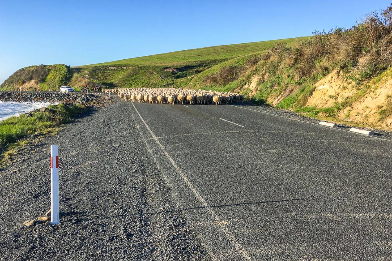 Sheep on the road in the Catlins