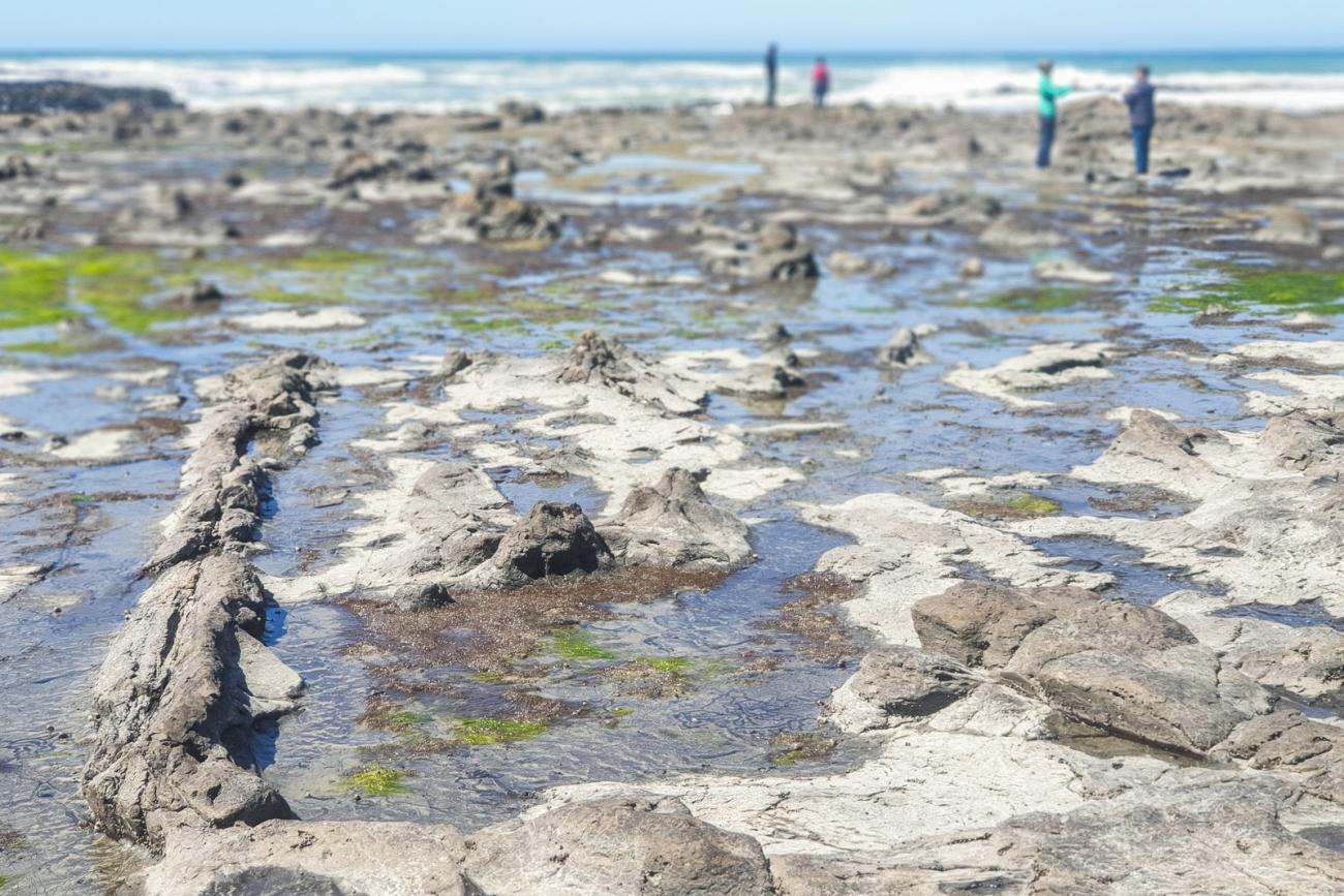 Petrified trees at Curio Bay in the Catlins