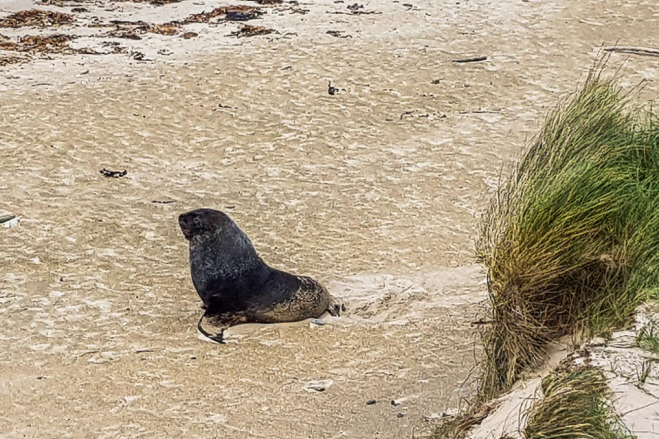 New Zealand Fur Seal at Curio Bay