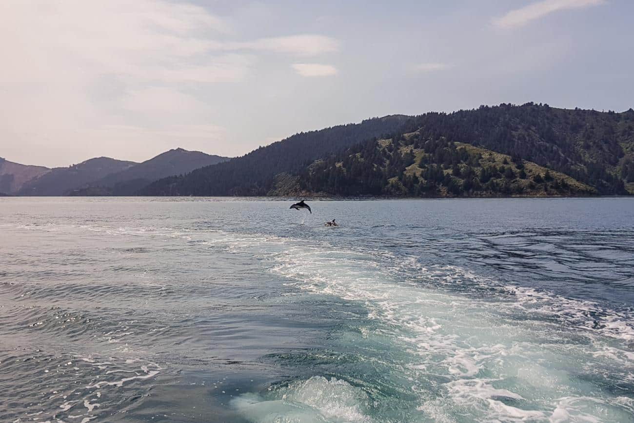 Dolphin jumping in the Marlborough Sounds