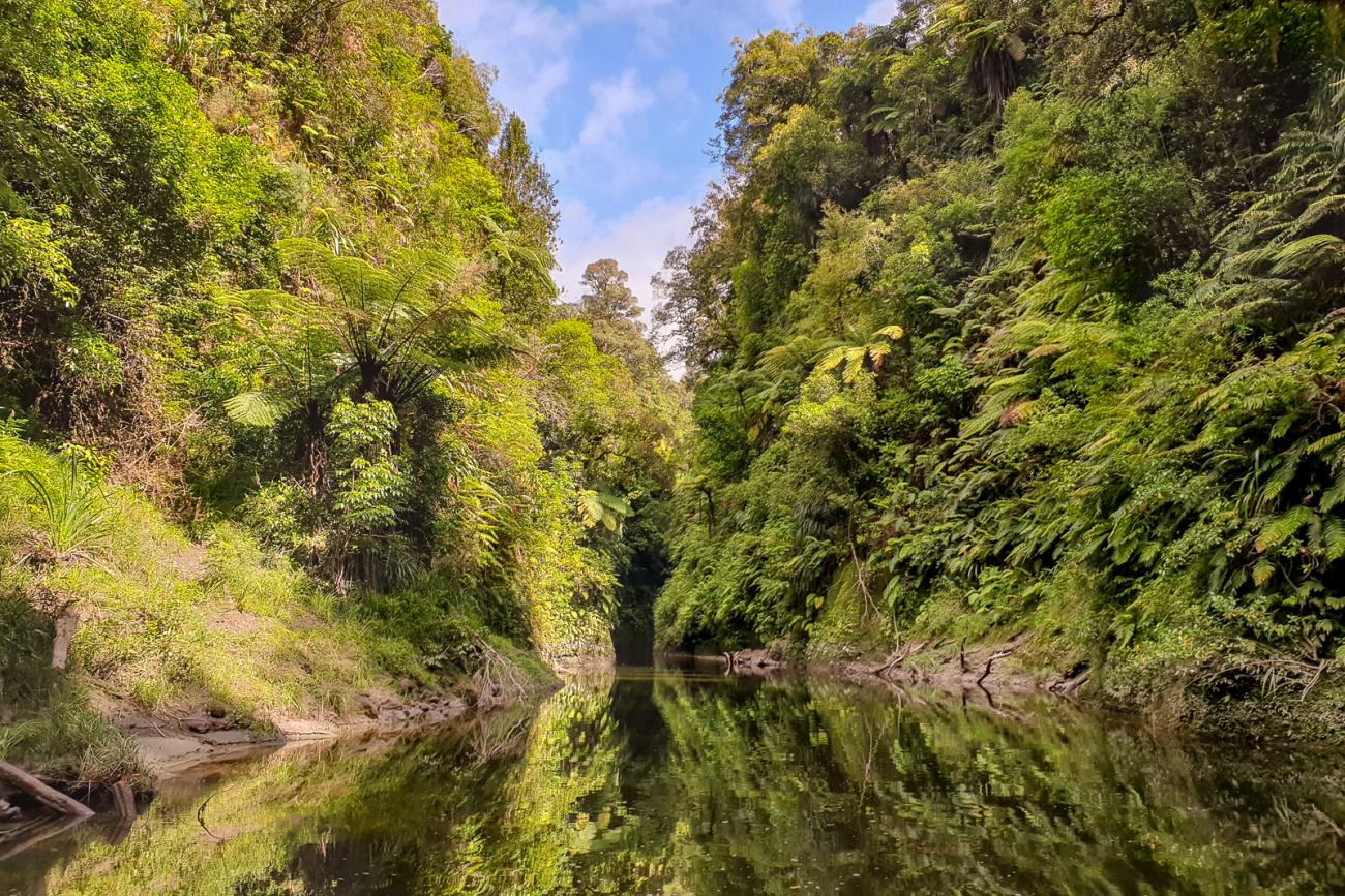 Beautiful reflections on a side channel of the Whanganui River