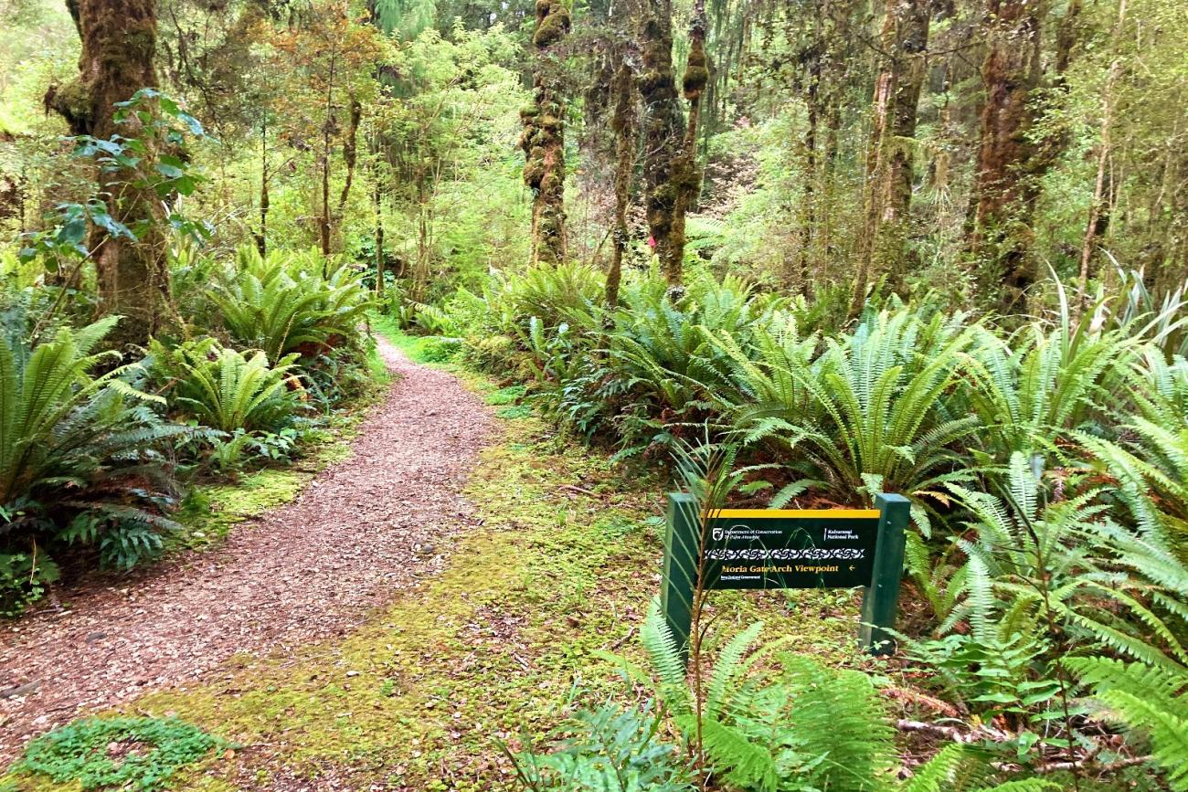 Track to the Moira Gate Arch, Oparara Basin