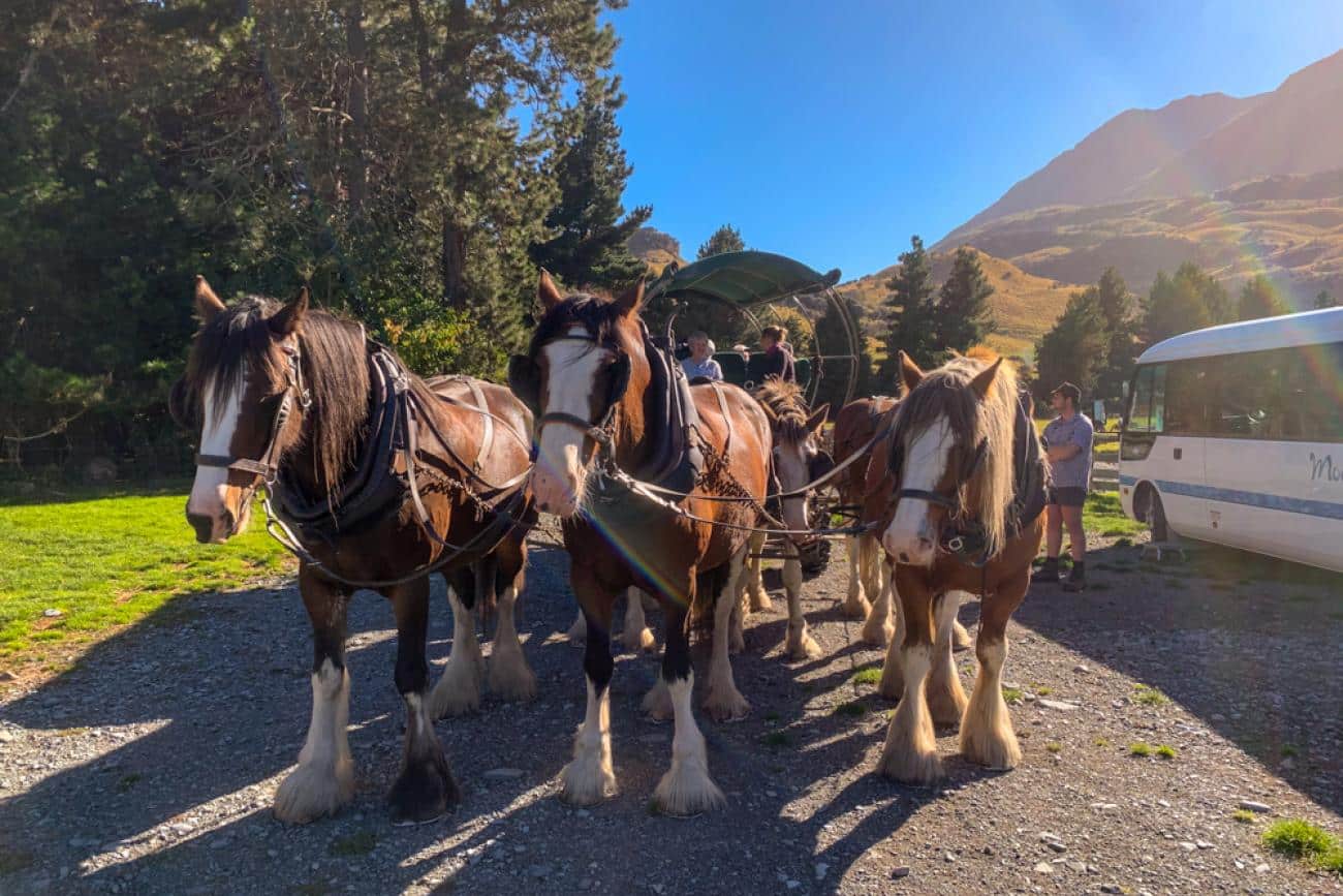 Clydesdale team at Erewhon Station