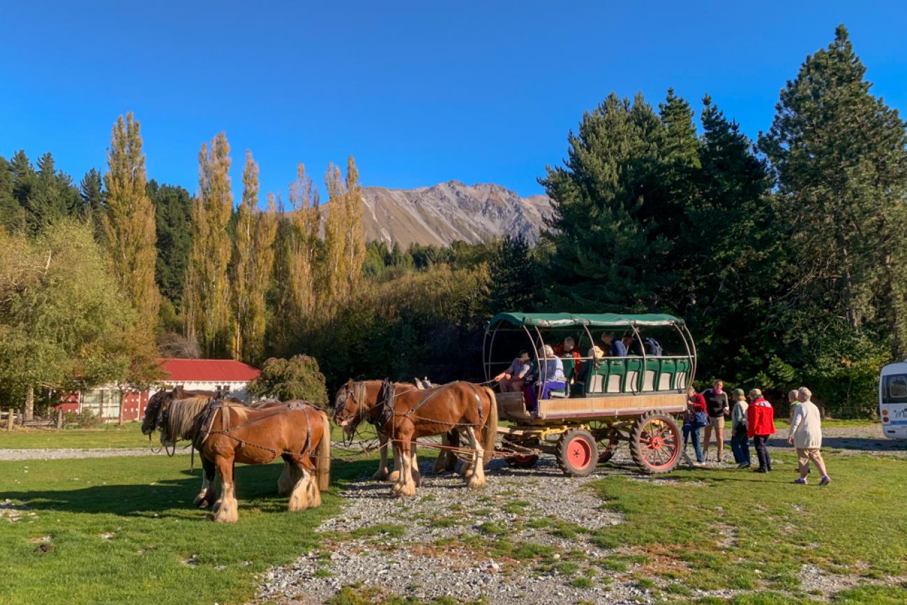 Clydesdale Wagon rides at Erewhon Station