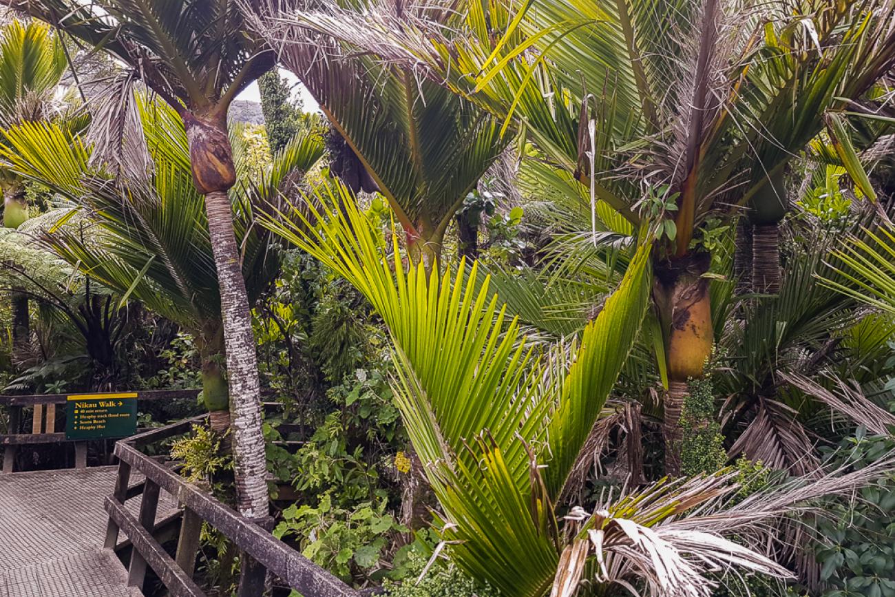 The beautiful Nikau Walk at the start of the Heaphy Track