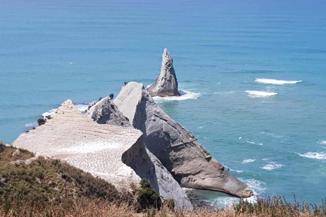 Cape Kidnappers Gannet Colony in Hawke's Bay