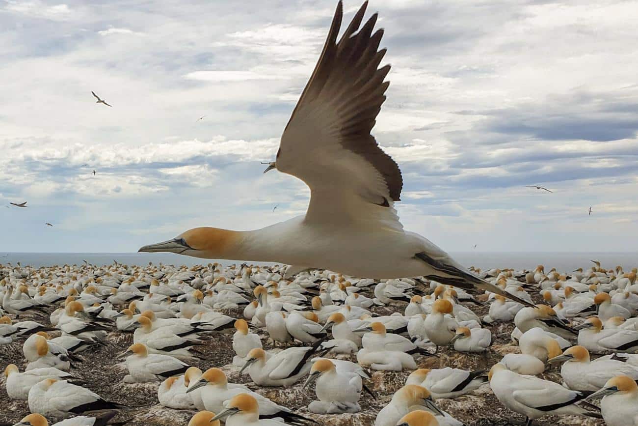 Gannets at Cape Kidnappers in Hawke's Bay