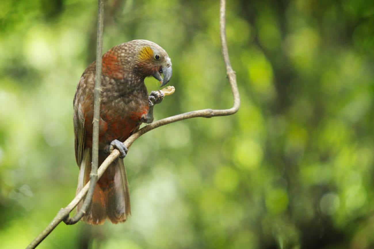 Native parrot, the Kaka, at Sanctuary Mountain Maungatautari