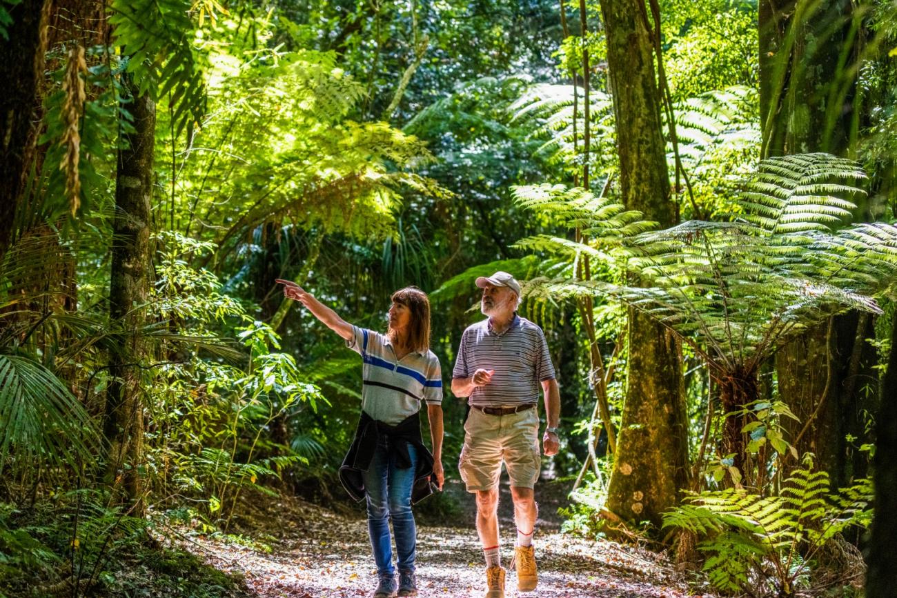 Enjoy a short walk at Sanctuary Mountain Maungatautari