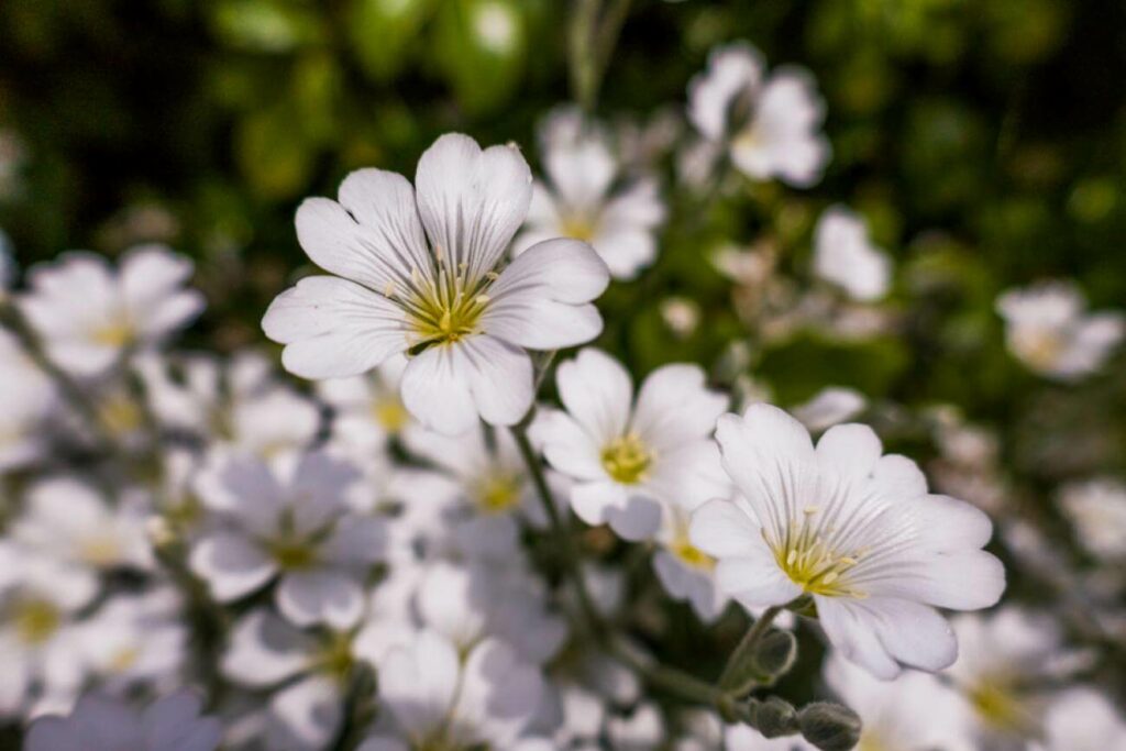 Spring Flowers in OtagoSpring Flowers in Otago