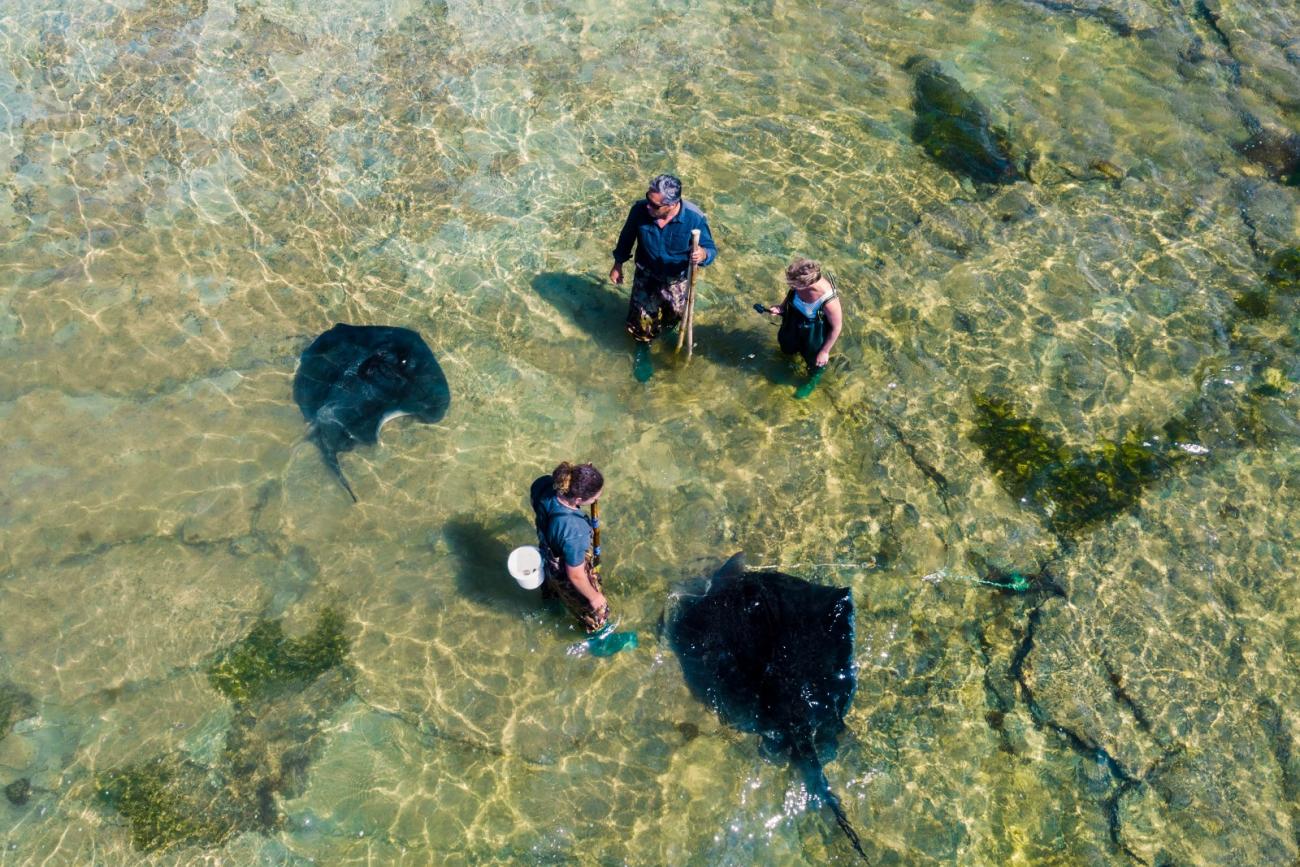 Wading with stingrays at Tatapouri Bay