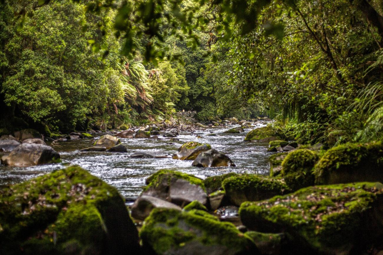 Beautiful rainforest in the Whirinaki Forest