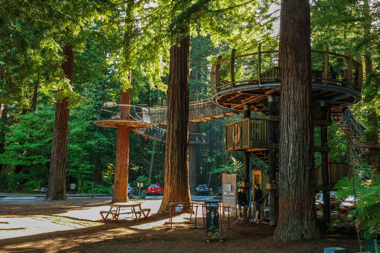 Rotorua Redwood Forest