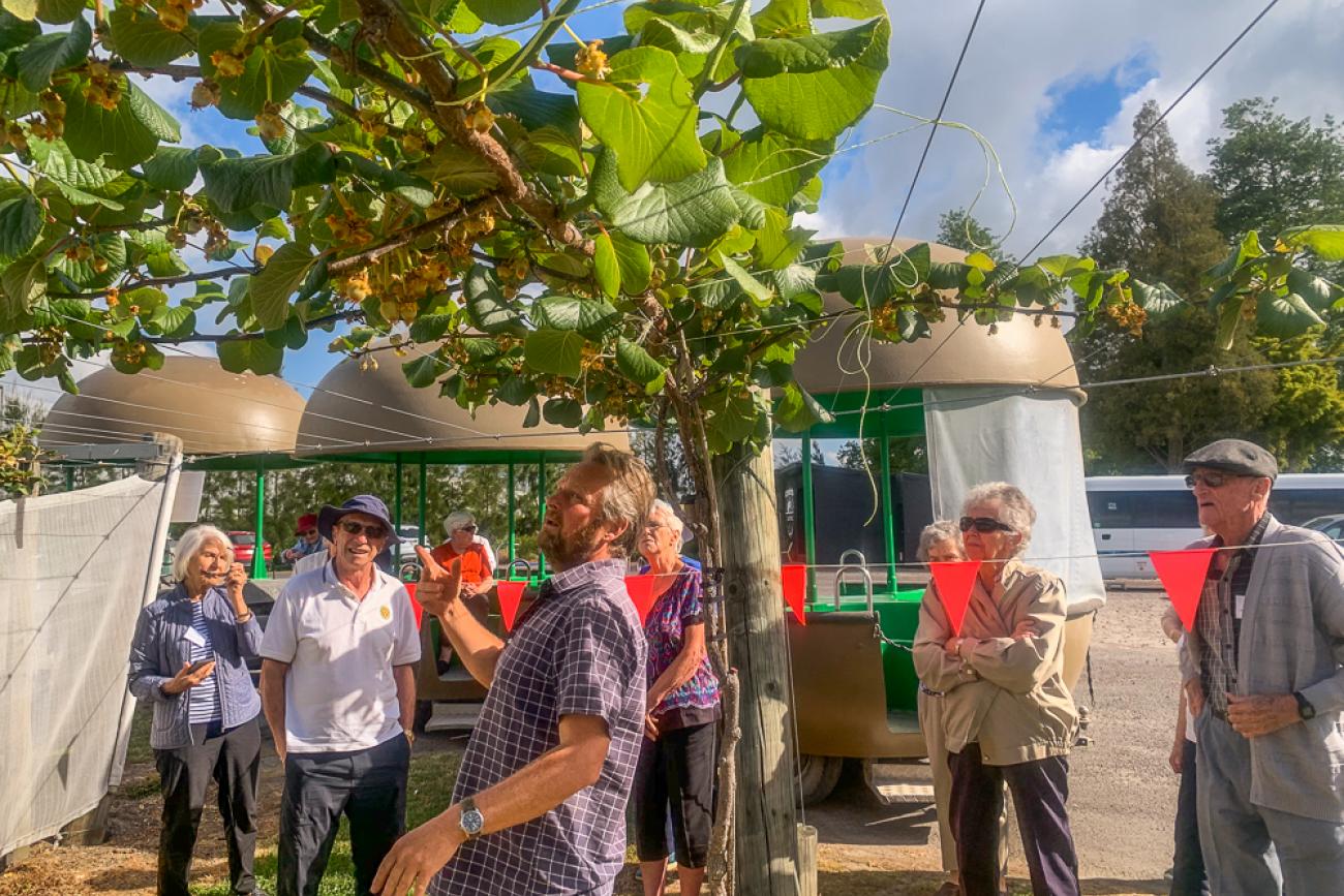 Bay of Plenty Kiwifruit Orchard tour