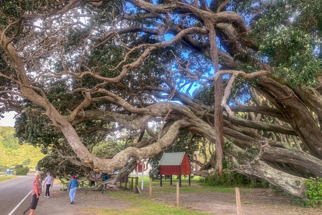 Visiting the giant Pohutakawa tree in Te Araroa