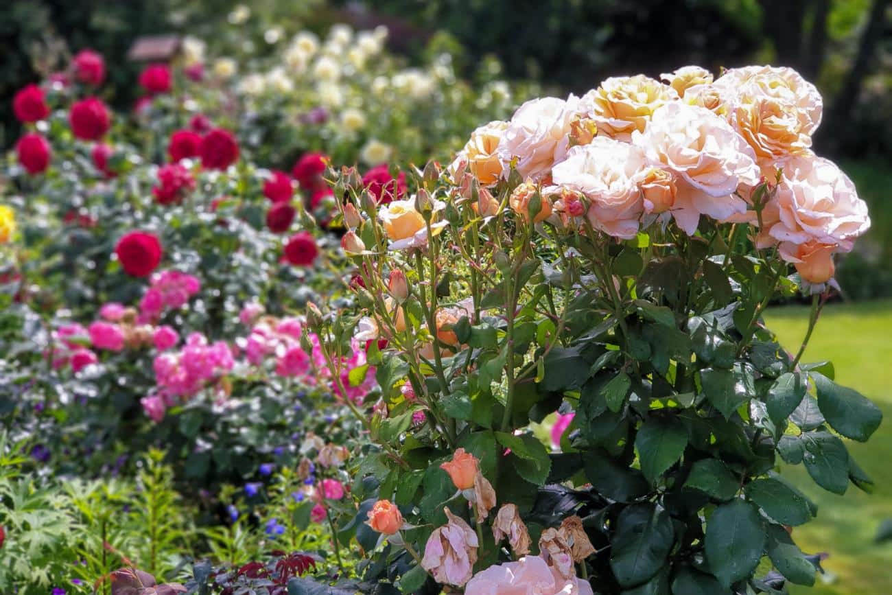 The Rose Garden at Crosshills