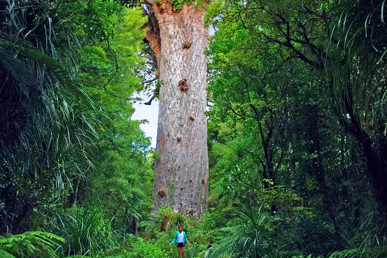 Guest standing in front of Tane Mahuta, a very large Kauri tree