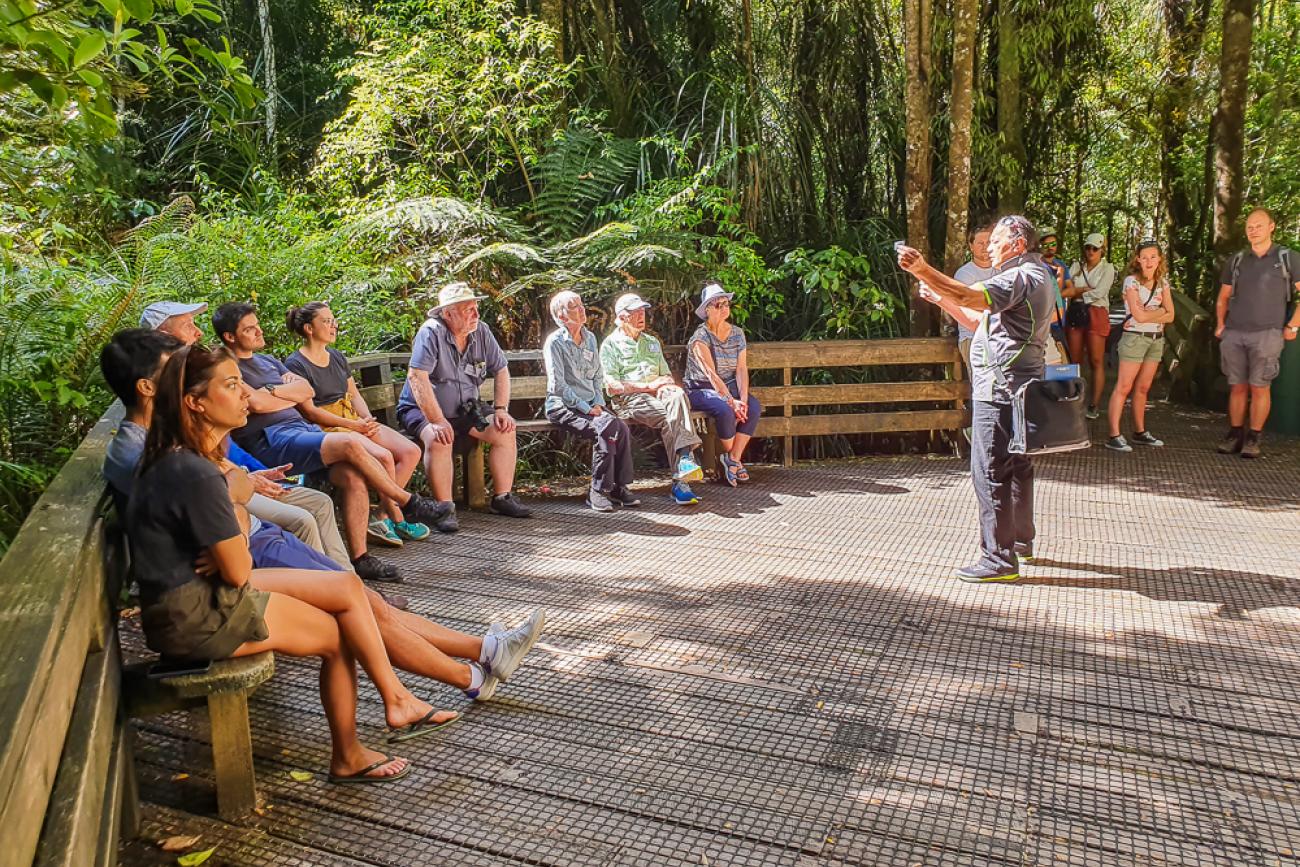 Guests listening to the guide explaining Tane Mahuta