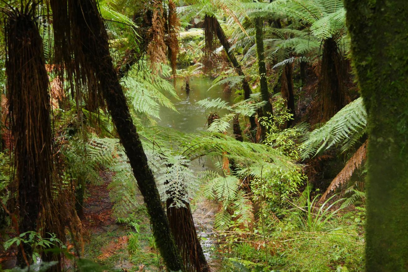 Nature is at its best in Whirinaki