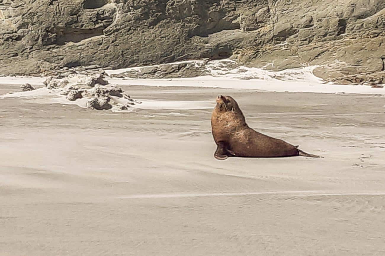 Sea Lion on the beach near Cape Farewell