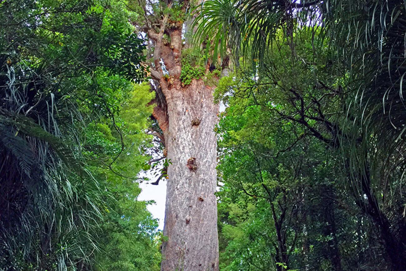 Tane Mahuta in the Waipoua Forest