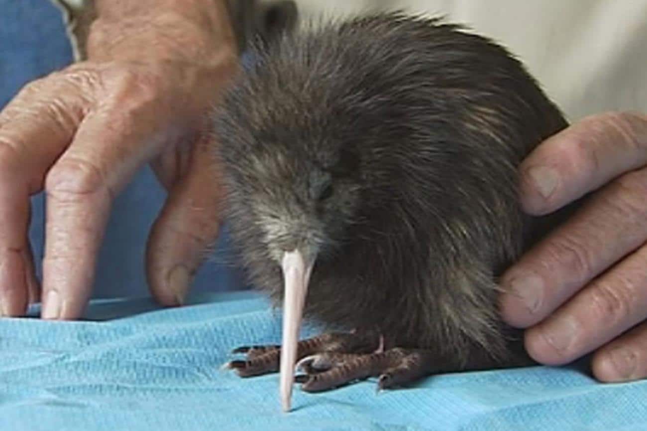 MoaTours visits the Native Bird Recovery Centre