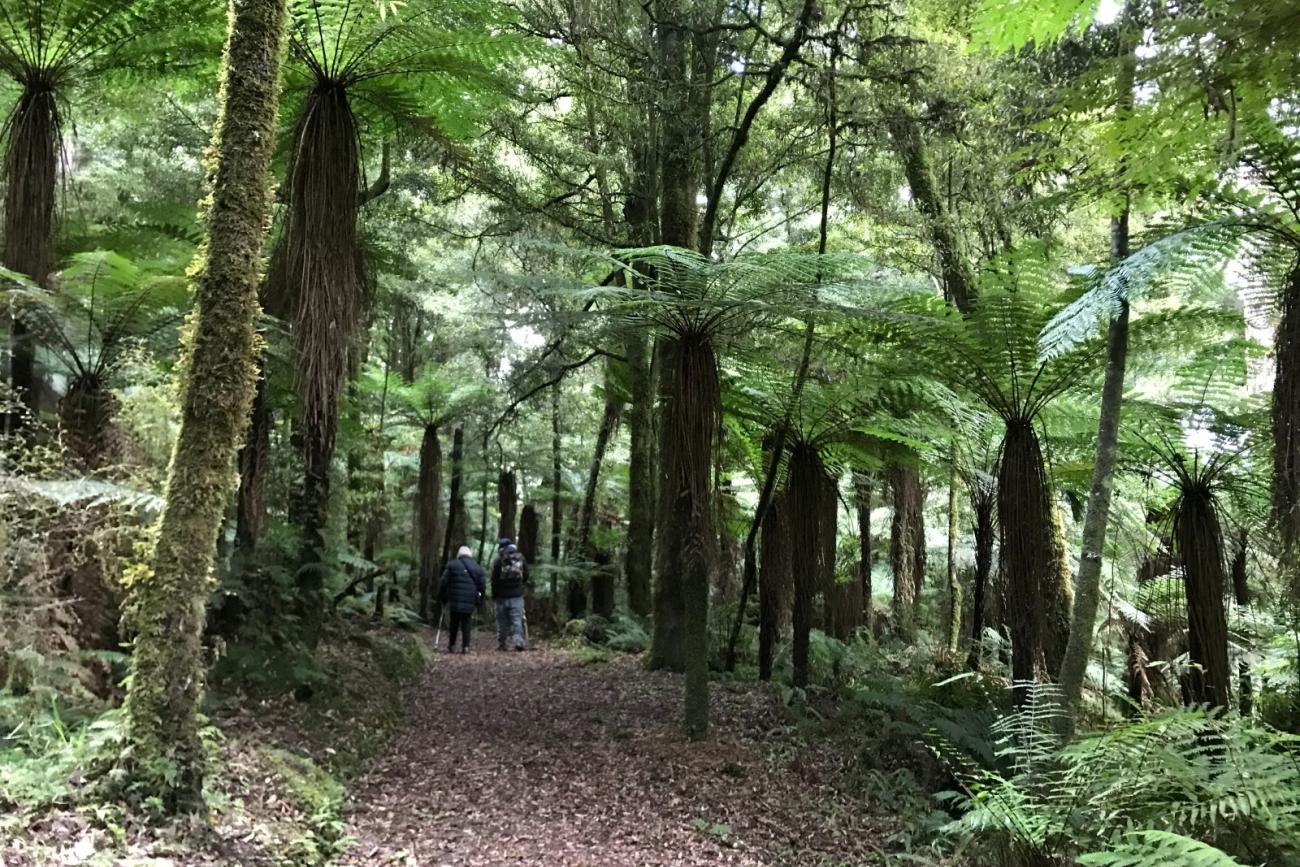 Entering WhirinakiTe Pua-a-Tane Conservation Park