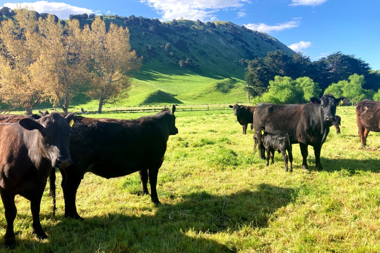 Woodbank Station's prize cattle