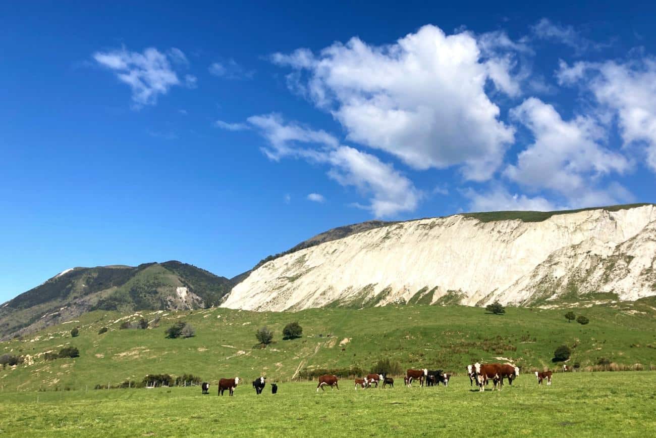 Limestone hills at Waipapa Farm