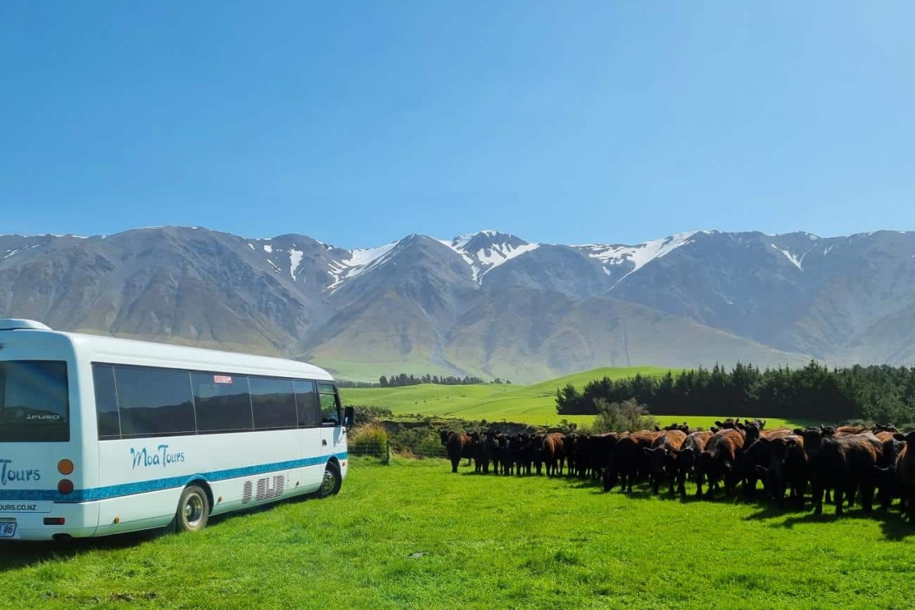 MoaTours Back Country Tracks tour at Cleardale Station