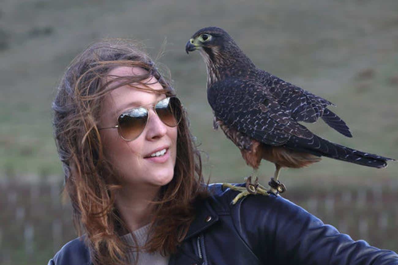 The Kararea New Zealand Falcon experience