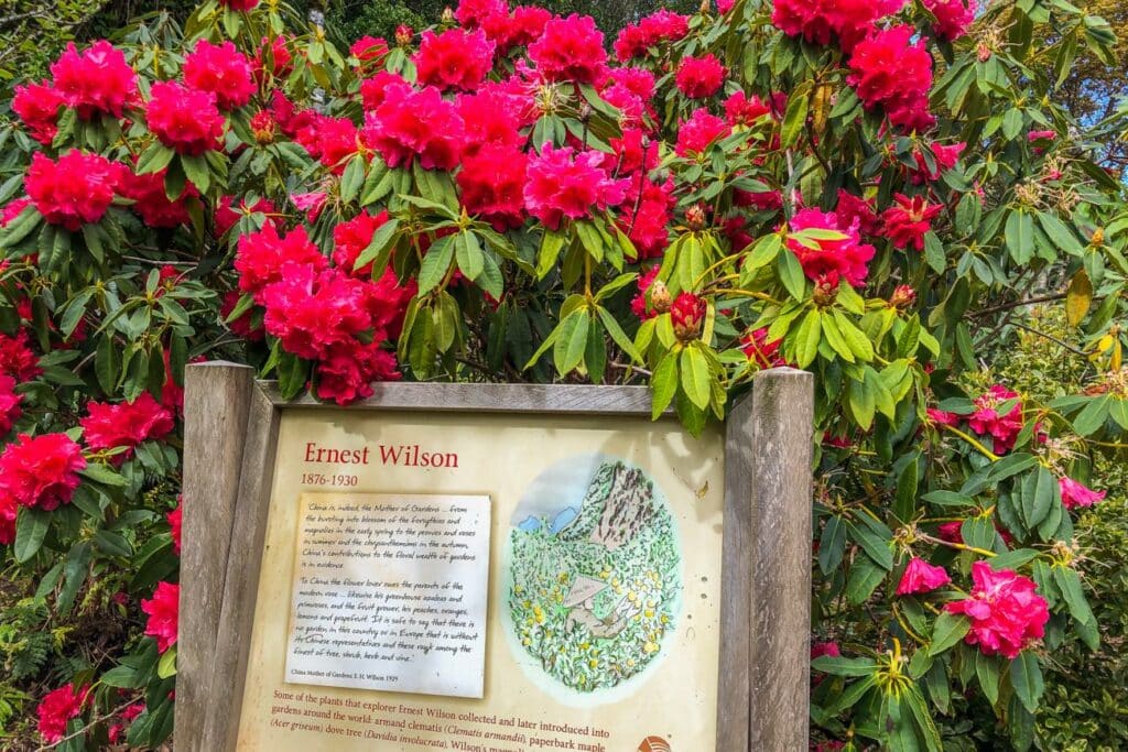 Ernest Wilson Rhododendrons in Pukeiti Gardens New Plymouth