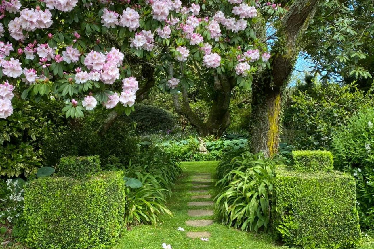 Spring Rhododendrons in Taranaki