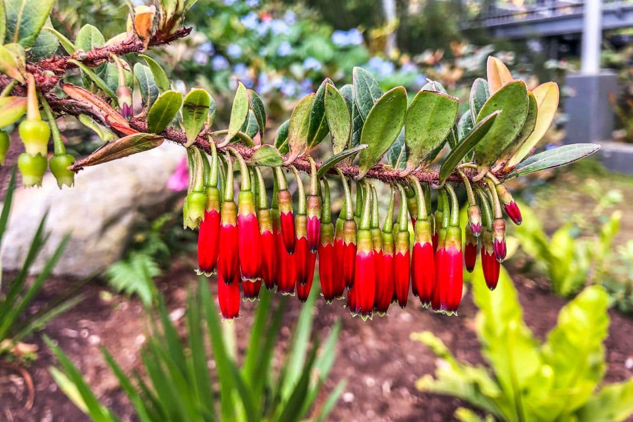 Exotic flowers at Pukeiti Gardens