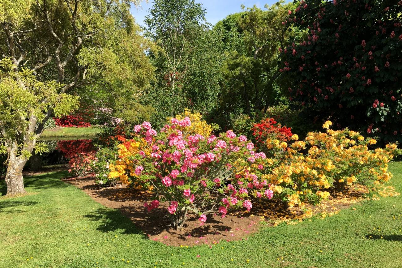 The Rhododendron gardens at Heritage Park