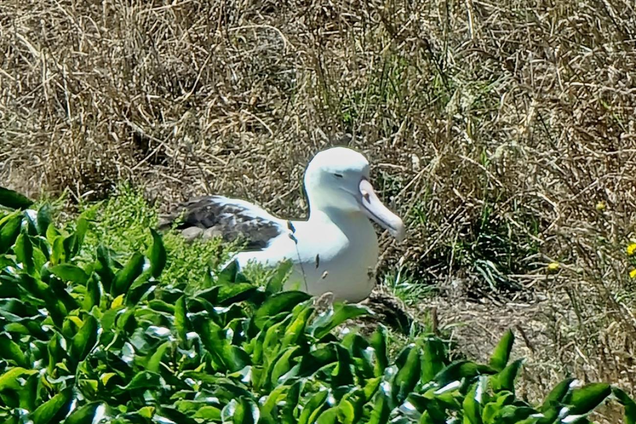 Taiaroa Head Royal Albatross colony