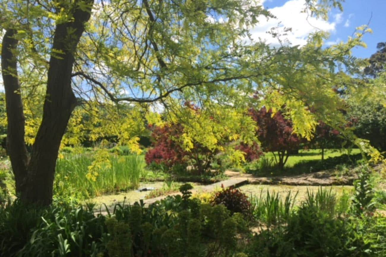 Irises surround Greenhaugh Garden's lake