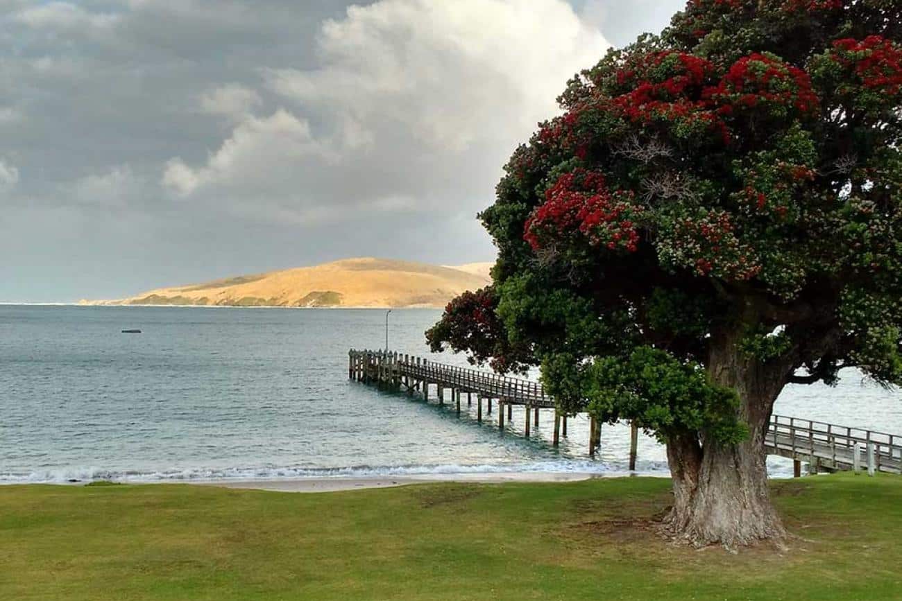 Nothing like a Pohutukawa in bloom to say Christmas