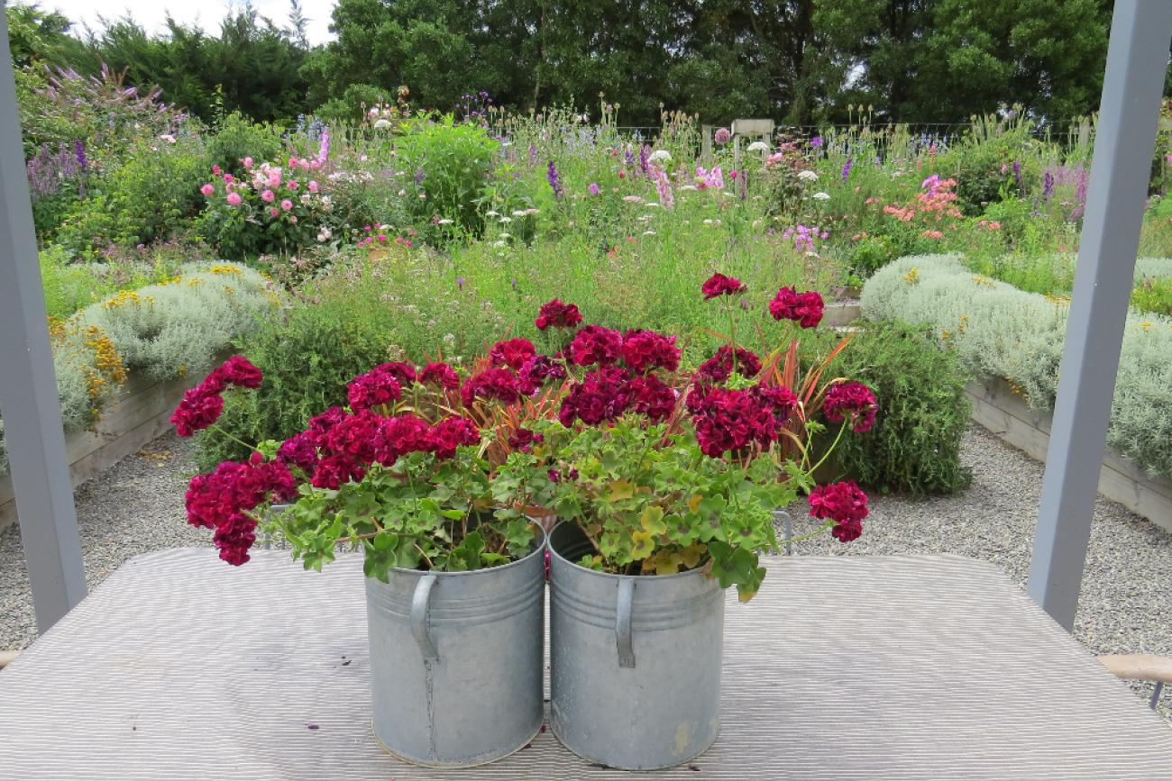 Gorgeous blooms at Longbush Cottage