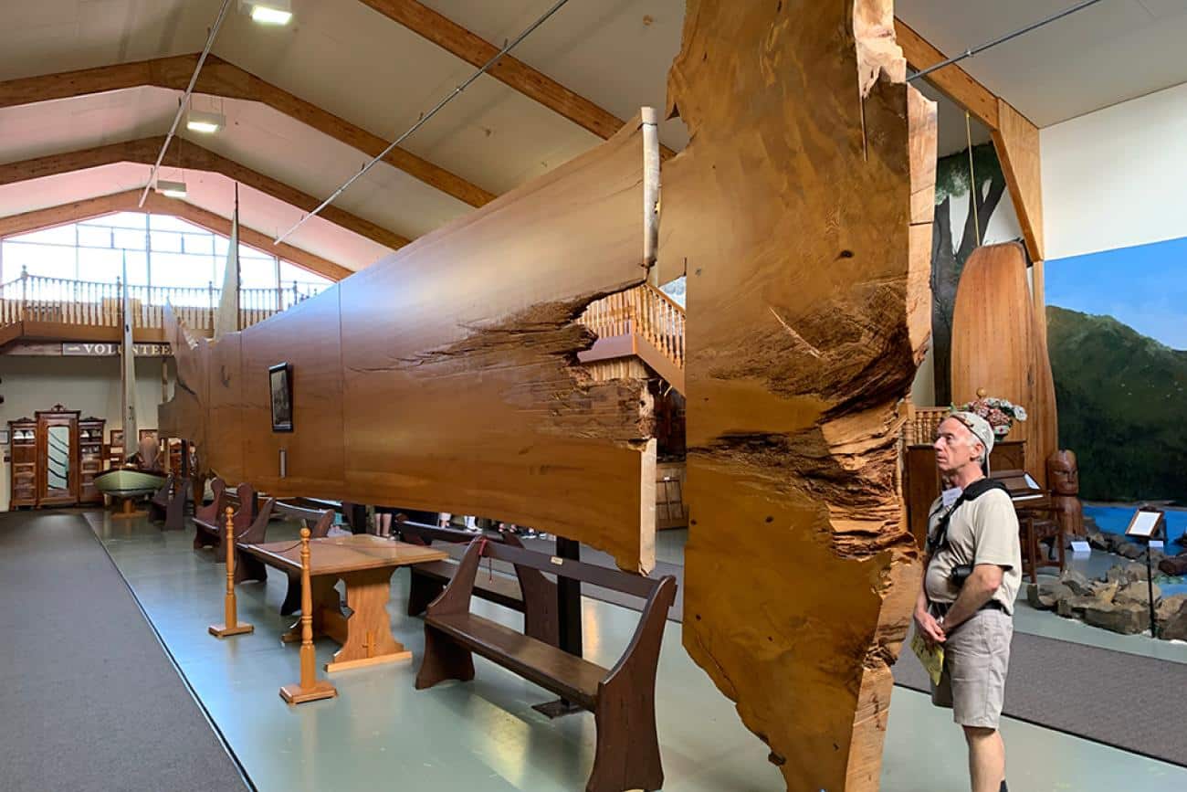 Learning about Kauri at Matakohe Museum,