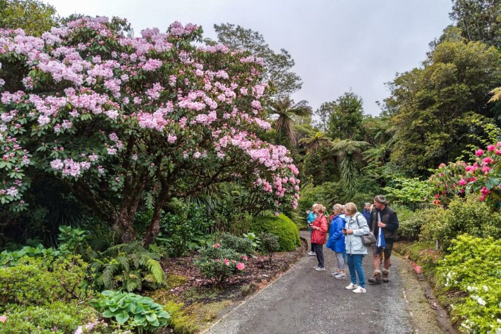 Rhododendrons at Pukeiti Gardens