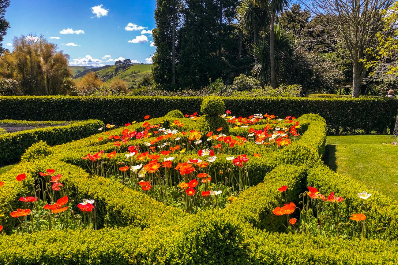 Spring flowers in Puketarata Gardens