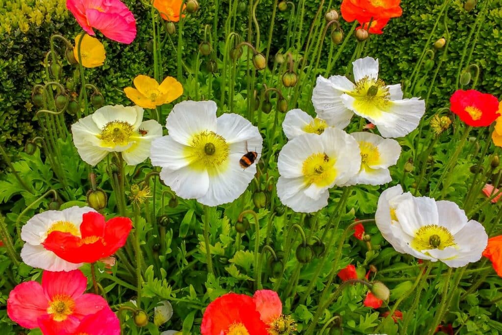 Poppies in flower at Puketarata Garden